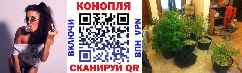 где купить наркоту  Новое Девяткино  Бошки марихуана THC 21% 